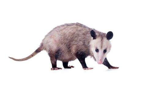 Cute Possum Stock Photos, Pictures & Royalty-Free Images - iStock