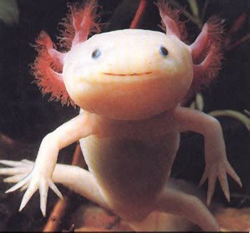 About animals: Axolotl