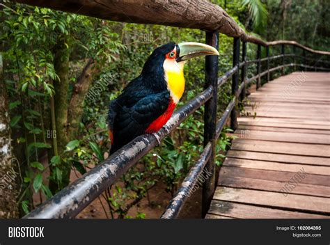 Toucan Bird, National Image & Photo (Free Trial) | Bigstock