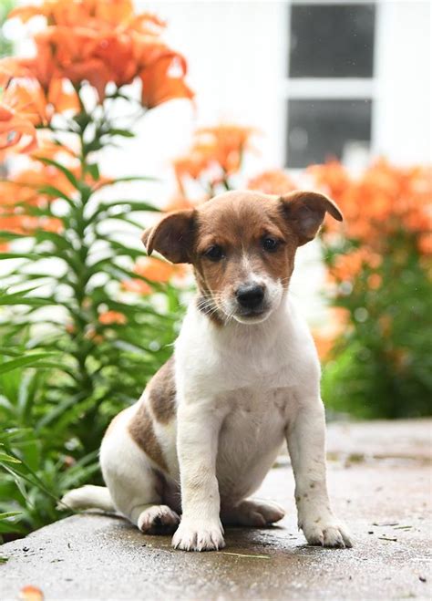 Jack Russell Terrier Puppies for Sale | Buckeye Puppies