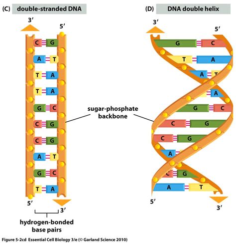 Basic DNA Structure