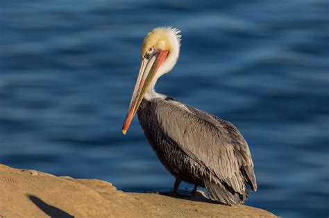 Brown Pelican — Eastside Audubon Society