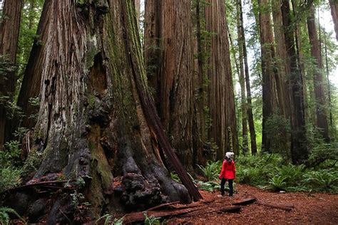 15 Epic Things to Do in Redwood National Park and State Parks » Local ...