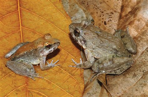 Live Frog Births - California Academy of Sciences