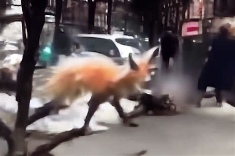 Watch this horrifying video of a woman in New York being attacked by a ...