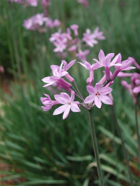 Society Garlic Plant: Growing Society Garlic In The Garden