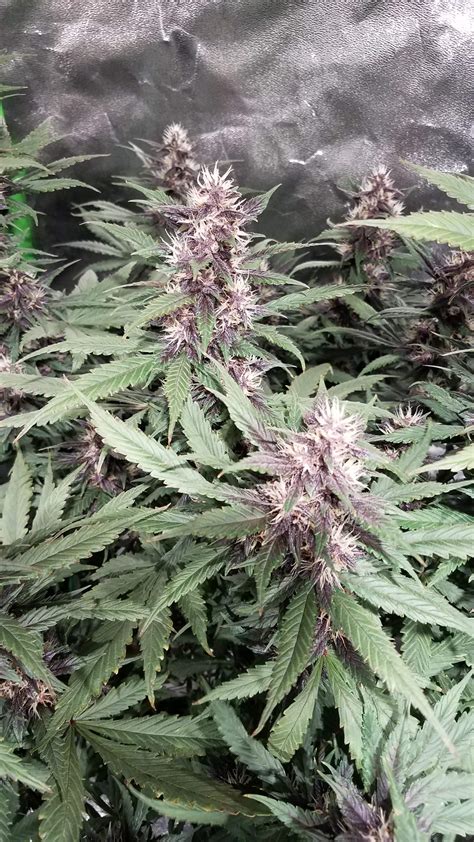 Dutch Passion Auto Blackberry Kush grow diary (journal) week11 by ...