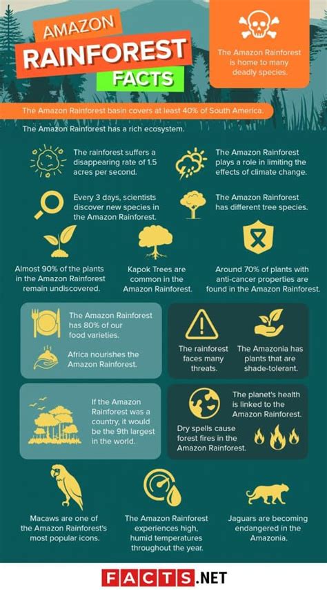 50 Essential Amazon Rainforest Facts You Have To Know Now