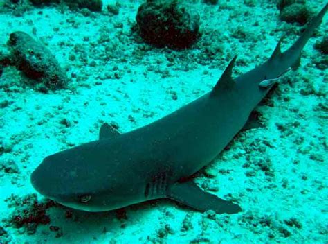 Borneo Shark : Endangered Shark