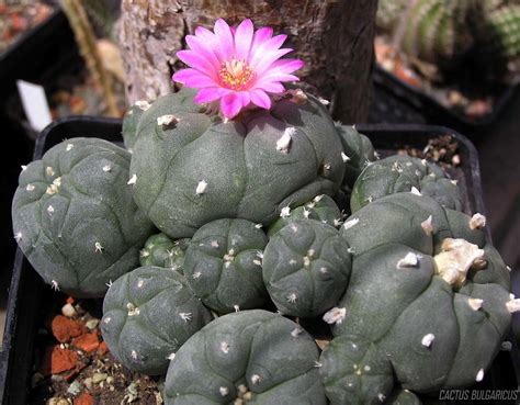 10 Common Peyote Side Effects