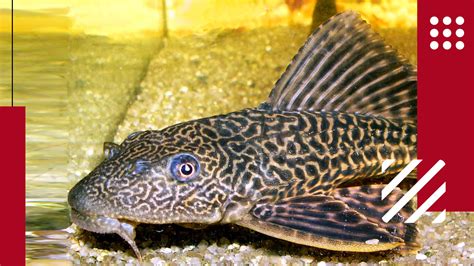 Plecostomus Fish: Care, Diet and Everything Else - Lil Pet