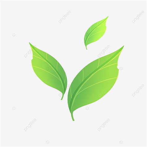 Green Tea Leaves PNG Picture, Green Tea Leaves, Green Tea, Tea Culture PNG Image For Free Download