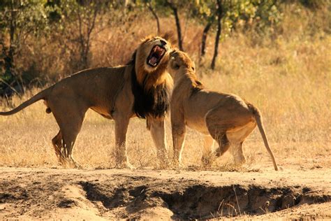 Lion mating couple | Charl28 | Flickr