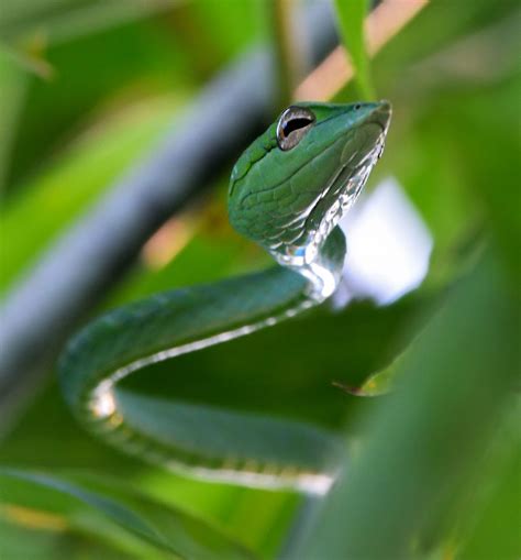 green vine snake | Shrikant Rao | Flickr