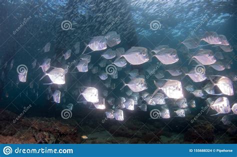 A School of Lookdown Fish Under a Pier Stock Photo - Image of florida, pier: 155688324