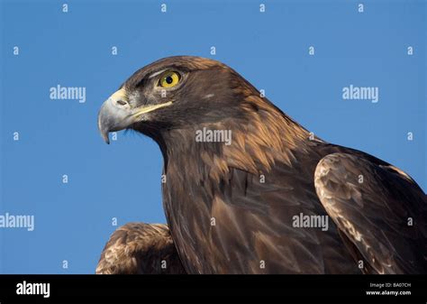 Golden Eagle Portrait Stock Photo - Alamy