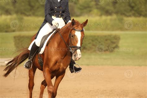 Trotting horse close-up 15894820 Stock Photo at Vecteezy