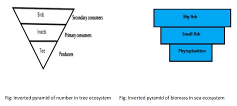 An inverted pyramid of number and an inverted pyramid of biomass are respectively seen inA ...