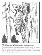 Pileated Woodpecker Head Coloring Pages For Kids Download Pi sketch template