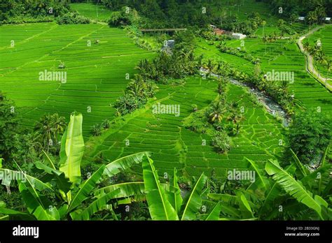 View of green rice field in terrace ,near Ubud at Bali - Indonesia ...