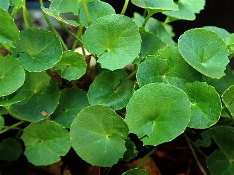 Centella Asiatica: Health Benefits, Uses And Side Effects Of Gotu Kola | TheHealthSite.com