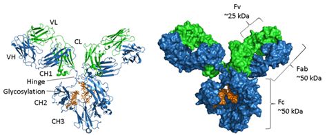 Antibody Structure Fab Fc Top Sellers | smarys.org