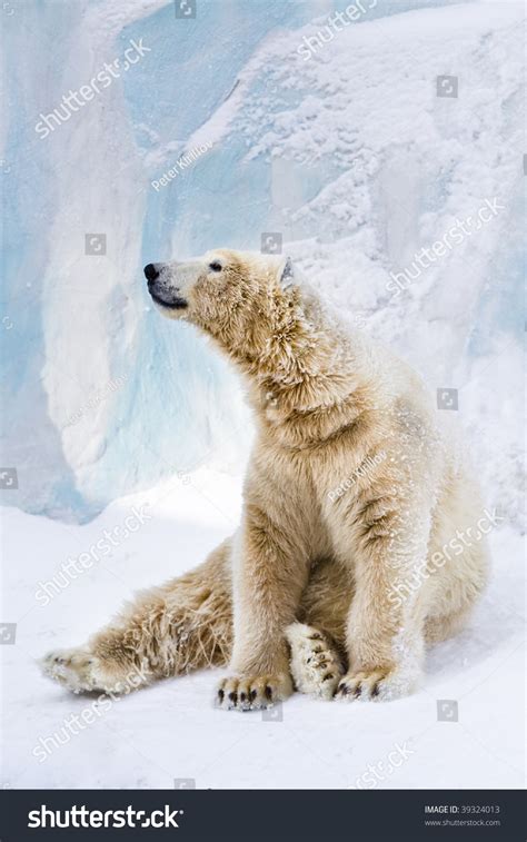 Young Polar Bear Sitting On The Snow And Looking Around Stock Photo 39324013 : Shutterstock