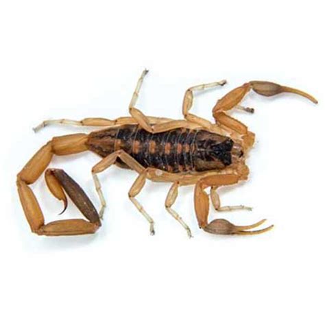 Bark Scorpions in Las Vegas | Bark Scorpion Facts & Prevention