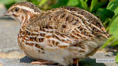 Japanese quail (Coturnix japonica) sound - call and song | Japanese, Quail, Bird applique