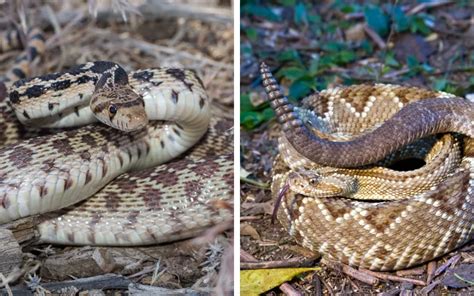 Gopher Snake vs Rattlesnake - What is the Difference? - Reptile Jam