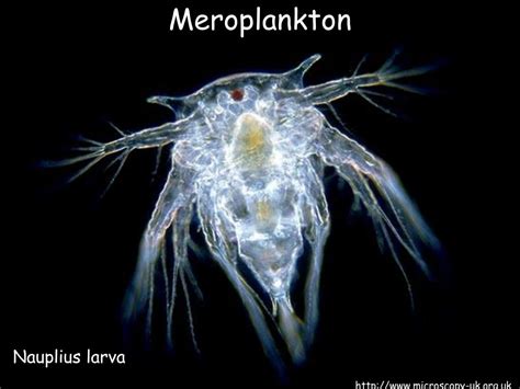 PPT - Zooplankton PowerPoint Presentation - ID:206041