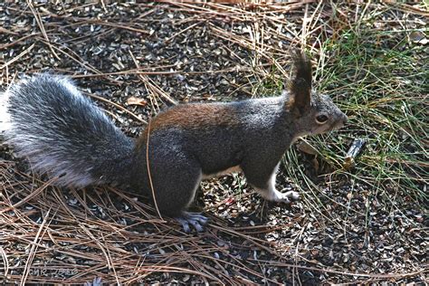 Abert's Squirrel_IMG_0898_edited-1 | Abert's Squirrel (Sciur… | Flickr