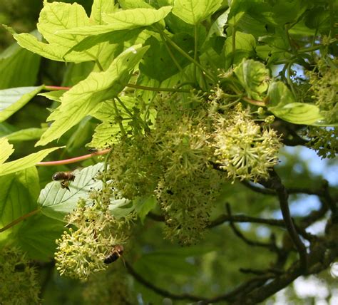 Bee Trees - Sycamore | Beespoke Info