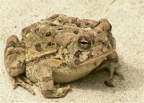 Amphibians | Canadian Species Initiative