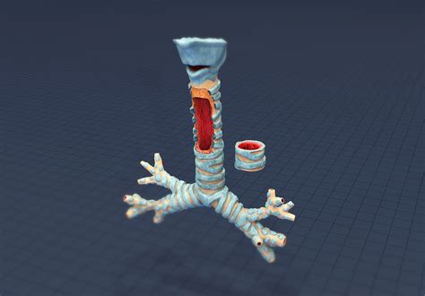 3D model human trachea - TurboSquid 1482879