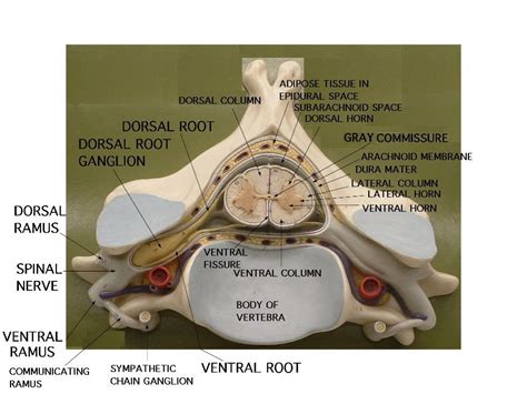 Spinal Cord Model - Bing Images | Anatomy models, Anatomy humor, Spinal cord anatomy