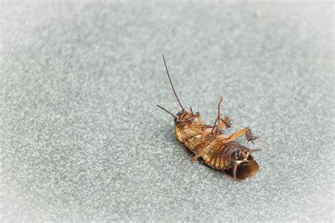 Cockroach Bites Symptoms And Signs - Catch-it Ltd