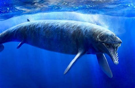 Basilosaurus, extinct genus of primitive whales that lived during the Eocene Epoch (56 to 33.9 ...