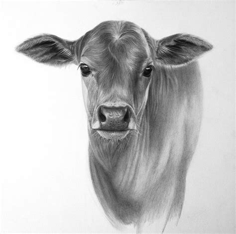 Pencil Drawing of a Calf done for a company ADIOMM from Dubai | Pencil drawings of animals ...