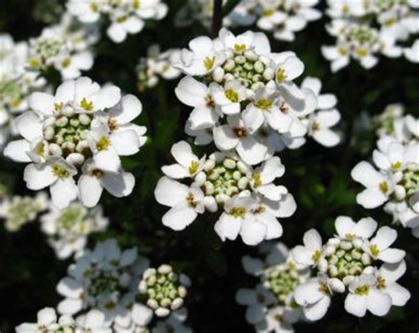 candytuft flower, candytuft flowers, candy tuft flowers