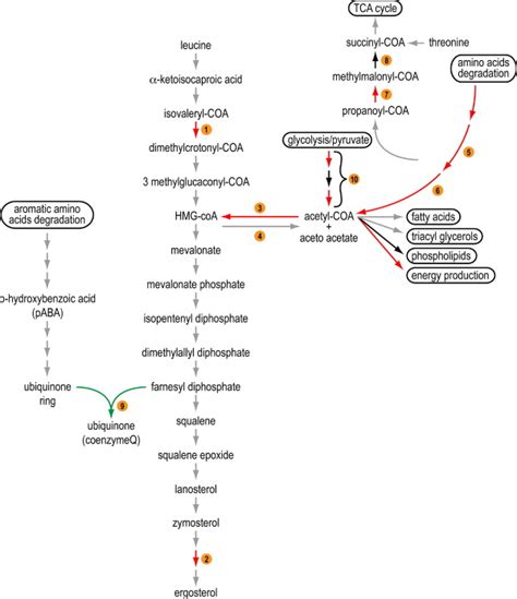 Leucine catabolism, mevalonate pathway and ubiquinone biosynthesis ...