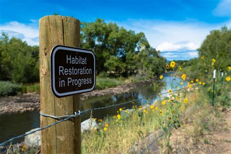 What Are the Goals of Ecological Restoration?