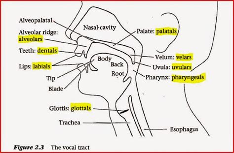 Fastastica : Introduction to Linguistics - Organs of Speech