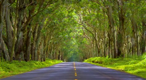 Tree Tunnel | Kauai, Hawaii | Mark Chandler | Flickr