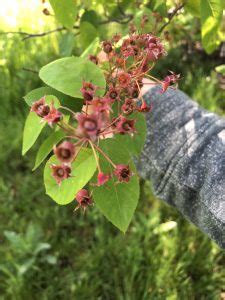 Edible (Native) Landscaping - Serviceberry - The Land Connection