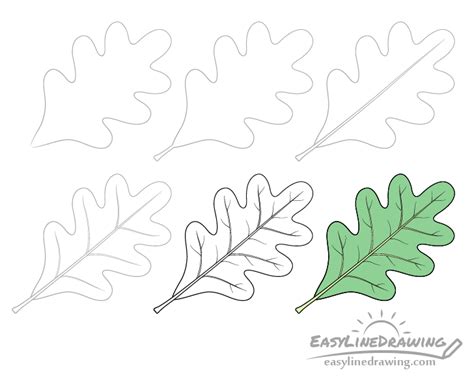 How to Draw an Oak Leaf Step by Step - EasyLineDrawing