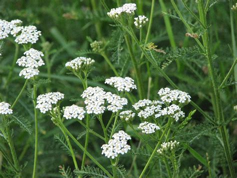 The Stylish health benefits of yarrow pertaining to Inviting