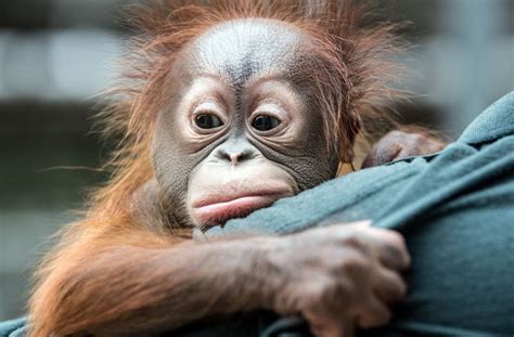 Orang-Utan Baby im Zoo Krefeld: Verstoßener „Hujan“ muss von Hand ...