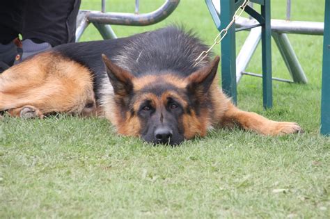 Ashbourne Show 2023: A dozen more photos as thousands flock to annual ...