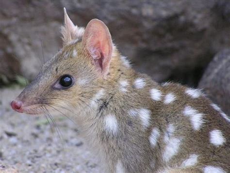 The Habitat Advocate » eastern quoll